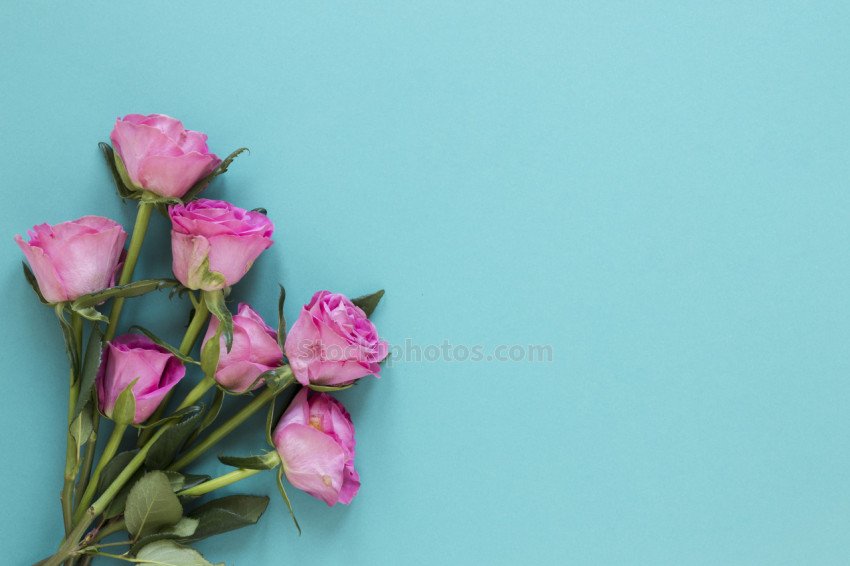 top view isolated roses flowers blue copy space background