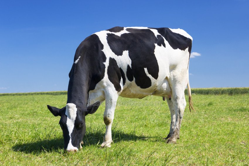 Grazing cow